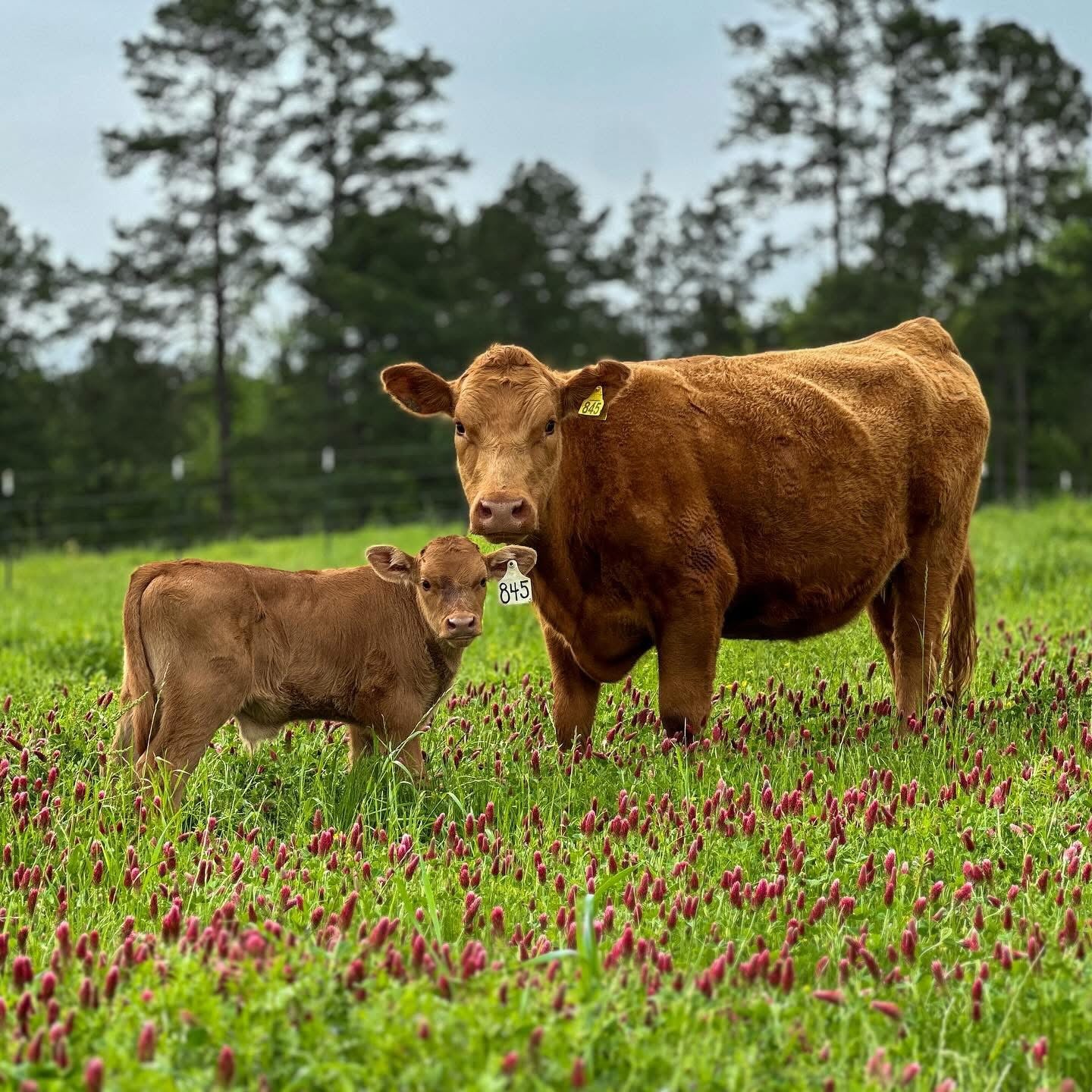 Premium Akaushi Wagyu Beef Raised in Arkansas – Tribe Ranch